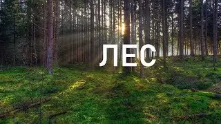 Лес