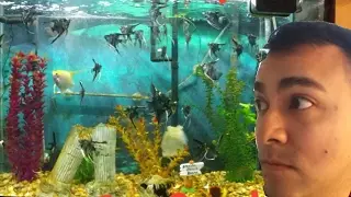 Angel Fish | Fish Babies | 40 Gallon Tank
