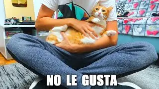 COSAS QUE NO LES GUSTAN A LOS GATOS