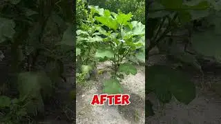 Pag may itatanim may aanihin 🥰 #naturecinematic #naturefilm #farming #fyp