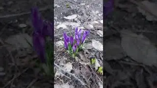 сад весна 24