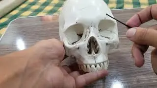 skull osteolgy | norma  frontallis | part 1