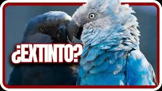 Animales Que Se EXTINGUIERON Recientemente