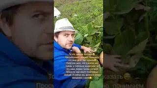 Тыква // Урожай 2021// Фермерский продукт// Натуральный продукт//Приколы в деревне//Тик Ток 