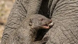Mongoose Vs parasite- Nature's cleaning services. 