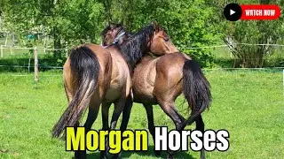 Marvelous Morgan Horses: Horse Breeding  