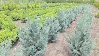 Кипарисовик лавсона Pelt's Blue (Chamaecyparis lawsoniana Pelt's Blue)