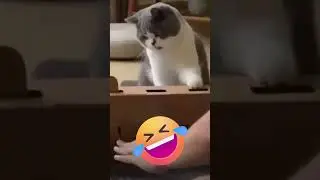 Wet Cat!🤣😂🤷‍♀️