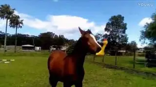 Прикол музыкальный конь