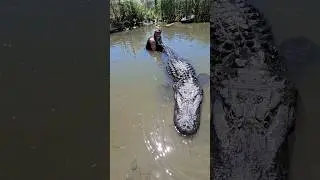 Elvis the Giant Alligator! 🐊