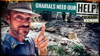 Saving Indian Gharials at CrocFest!