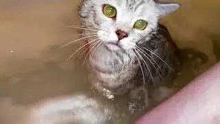 Как помыть Кота Шотландского!