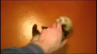 Игривый хорек.