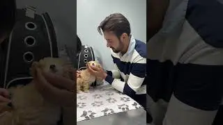 Daily Vlogs: Taking TeaCup Puppies to the Vet #dailyvlog #teacuppoodles #vetvisit