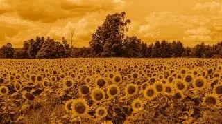 Just some random thing I posted because I don't want the channel to die