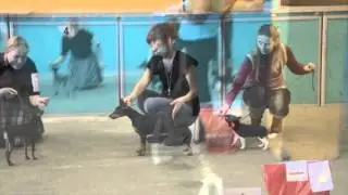 The first dog show