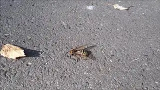 ШЕРШЕНЬ