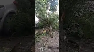 ночью был ураган Одесса деревопад
