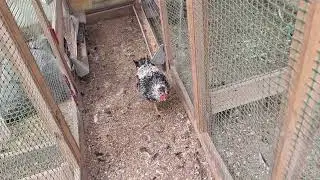 Курочки доминанты. Петухи взрослеют раньше курочек.