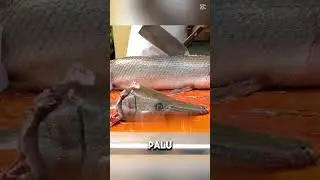 sisik ikan sekuat besi