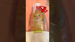 This Kitten Became STRONGER Than Ever😻🍼 