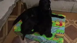 Новый топчанчик и мама Гизма оккупант 😂 #labrador #лабрадор