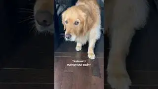 My dog thinks she’s invisible 😂 #dogshorts #goldenretriever #puppy #dogs #puppies #funnyvideos