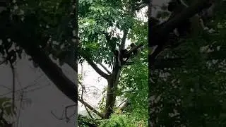 #funnyvideo#monkeyvideo#viralshort#viralvideo#monkeybaby#monkeylife#trees#playing