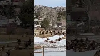 #estespark #colorado early in the moring #today #todaynews #trending #trendingshorts #shorts