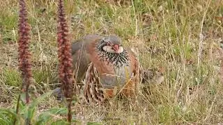 Cinco pollos de perdiz roja buscan refugio bajo el plumaje de su madre