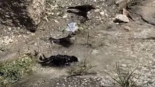 Caribbean Grackles: Burst Pipes, Potholes & Black Bird Behaviour in Barbados 🇧🇧