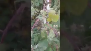 Сбор малины продолжается. Гуси