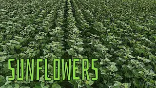 Green sunflowers | Dji Mavic Mini