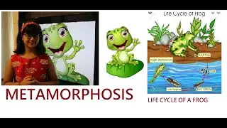 LIFE CYCLE OF A FROG - METAMORPHOSIS🐸✨💡✨