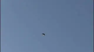 СВГ Голуби.Голубёнок первые полеты