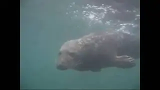 Seals at Farnes Isles