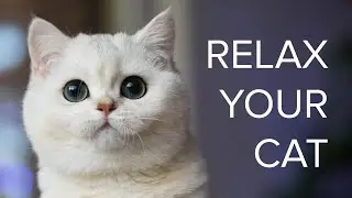 Relaxing Music for Cats: Water Sounds 🌊 to Calm Your Feline Furriend! 🐱