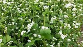 Полезна ли гречиха в качестве сидерата.