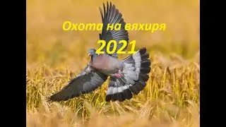 охота на вяхиря. Разведка и охота