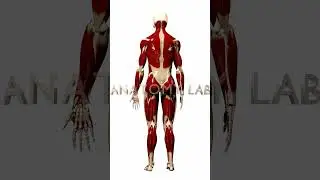 Full Body Model 3d anatomy