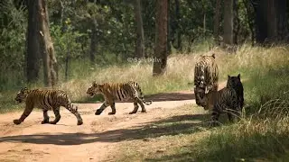 Leopard and Hyena together | Rare Video | Bear Valley Camp | Panna Tiger Reserve