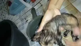 kutu kucing ll yuu berantas kutu untuk mencegah anemia pada kucing