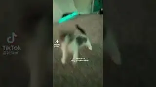 cute kitten
