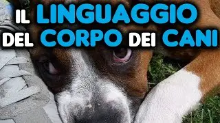 IL LINGUAGGIO DEL CORPO DEI CANI: COME CAPIRE COSA CI VOGLIONO COMUNICARE -HAPPY PET ITALIA