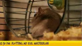 A Day In Hamster's Life