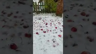 Как бы осень ❄️ 🍁🍂
