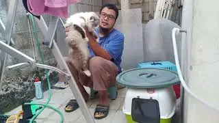 MEMANDIKAN KUCING RAGDOLL
