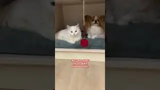Папийон и кот.