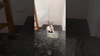Cute Rabbit Slow Motion #shorts