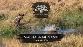 Botswana & Zimbabwe Safaris | Amazing Wildlife Sightings January 2026